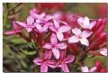 Daphne cneorum